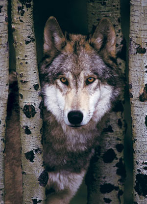 Gray Wolf - Scratch and Dent Photography Jigsaw Puzzle By Eurographics