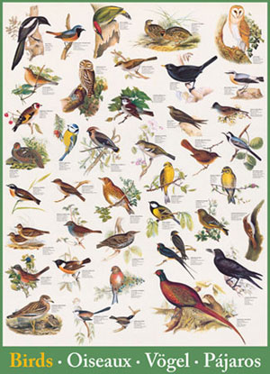 Birds - Scratch and Dent Birds Jigsaw Puzzle By Eurographics