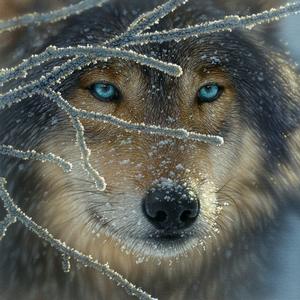 Fire Within Ice Wolf Jigsaw Puzzle By SunsOut