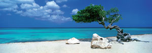 Divi Divi Tree Seascape / Coastal Living Panoramic Puzzle By Heye