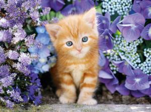 Ginger Cat in Flowers