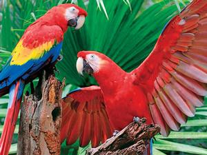 Scarlet Macaw Birds Family Pieces By Springbok