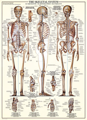 The Skeletal System Science Jigsaw Puzzle By Eurographics