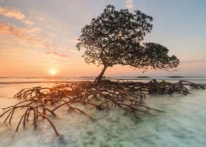 Red Mangrove Nature Jigsaw Puzzle By Heye