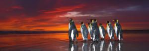 King Penguins Sunrise / Sunset Panoramic Puzzle By Heye