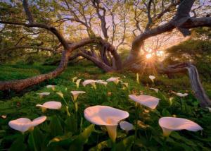 Calla Clearing Photography Jigsaw Puzzle By Heye