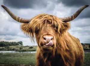 Puzzle Moments: Highland Cattle