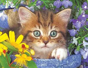 Garden Helper Cats Dementia / Alzheimer's By Springbok