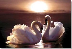 Loving Swans