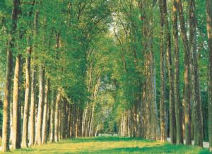 Tree-Lined Road Nature Jigsaw Puzzle By Tomax Puzzles