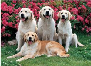 Golden Retrievers Dogs Jigsaw Puzzle By Tomax Puzzles