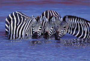 Zebras in The Water
