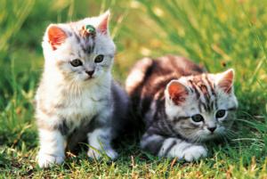 Loveable Kittens