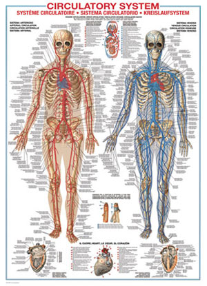 Circulatory System Science Jigsaw Puzzle By Eurographics