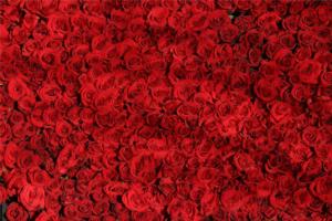 Dozens of Roses - Impuzzible No. 19 Flowers Impossible Puzzle By All Jigsaw Puzzles