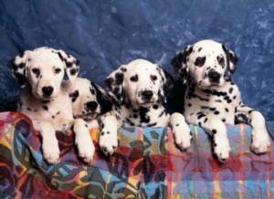 Dalmatians Dogs Jigsaw Puzzle By Tomax Puzzles