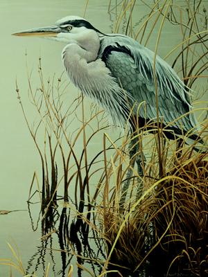 Great Blue Heron Wildlife Jigsaw Puzzle By Cobble Hill