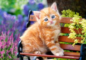 Ginger Kitten Photography Jigsaw Puzzle By Castorland