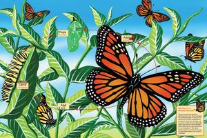 Life Cycle of a Monarch Butterfly Educational Children's Puzzles By Cobble Hill