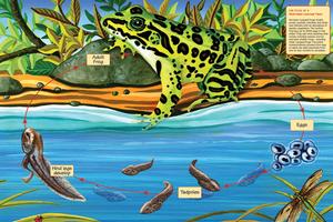 Life Cycle of a Northern Leopard Frog Science Children's Puzzles By Cobble Hill
