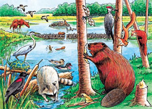 The Beaver Pond Lakes & Rivers Tray Puzzle By Cobble Hill