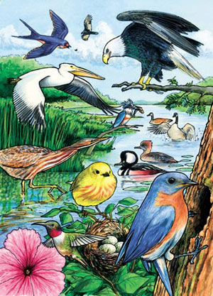 North American Birds Lakes & Rivers Children's Puzzles By Cobble Hill