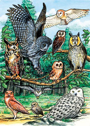 North American Owls Educational Children's Puzzles By Cobble Hill