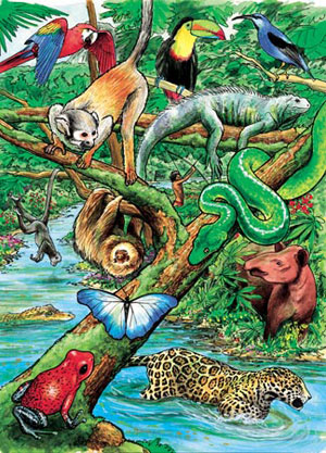 Life in a Tropical Rainforest Educational Children's Puzzles By Cobble Hill