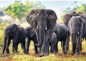 African Elephants Elephants Jigsaw Puzzle By Trefl