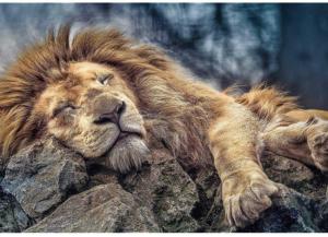 Sleeping Lion - Scratch and Dent Big Cats Jigsaw Puzzle By Trefl