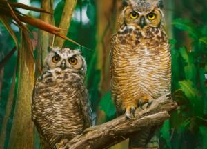 Night Owls Owl Jigsaw Puzzle By Pierre Belvedere