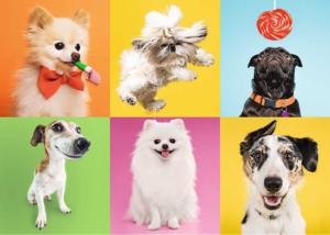 Dogs Collage Jigsaw Puzzle By Trefl