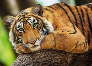 Tiger Portrait Big Cats Jigsaw Puzzle By Trefl
