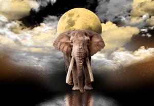 Elephant Dreams Elephant Wooden Jigsaw Puzzle By Wooden City