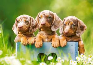 Cute Dachshunds Dogs Jigsaw Puzzle By Castorland
