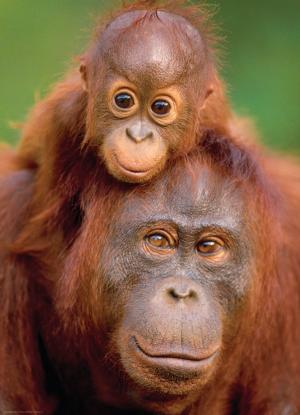 Orangutan & Baby Jungle Animals Jigsaw Puzzle By Eurographics