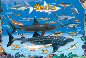 Sharks Educational Children's Puzzles By Eurographics