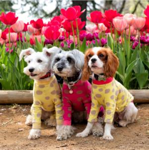 Best Friends Flowers Jigsaw Puzzle By Playful Pastimes