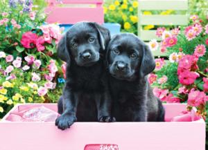 Black Labs in Pink Box Spring Large Piece By Eurographics