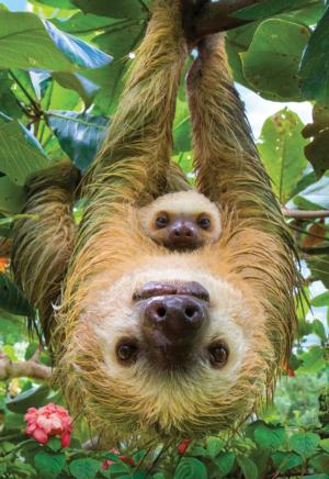 Sloth Animals Children's Puzzles By Eurographics