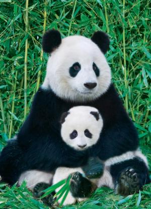 Panda and Baby Asia Jigsaw Puzzle By Eurographics