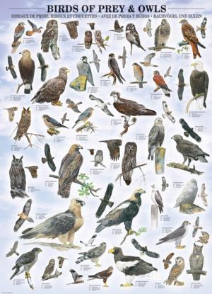 Birds of Prey and Owls - Scratch and Dent Owl Jigsaw Puzzle By Eurographics