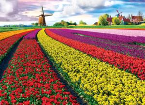 Tulip Field - Netherlands Flowers Jigsaw Puzzle By Eurographics