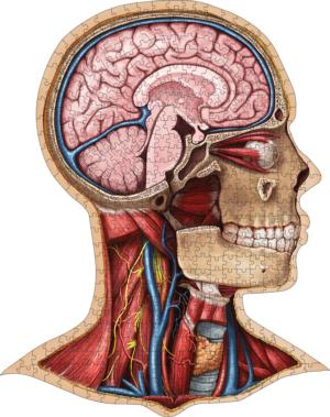 Dr. Livingston's Anatomy Jigsaw Puzzle: The Human Head Science Jigsaw Puzzle By Genius Games