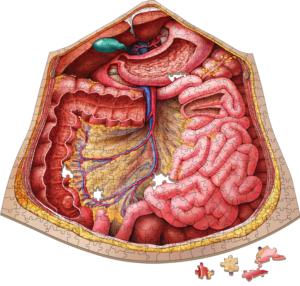 Dr. Livingston's Anatomy Jigsaw Puzzle: The Human Abdomen Science Jigsaw Puzzle By Genius Games