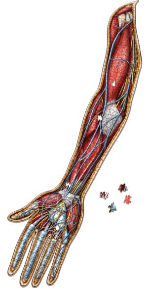 Dr. Livingston's Anatomy Jigsaw Puzzle: The Human Right Arm