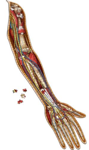 Dr. Livingston's Anatomy Jigsaw Puzzle: The Human Left Arm Science Jigsaw Puzzle By Genius Games