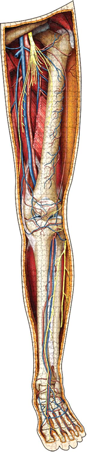 Dr. Livingston's Anatomy Jigsaw Puzzle: The Human Left Leg Science Jigsaw Puzzle By Genius Games