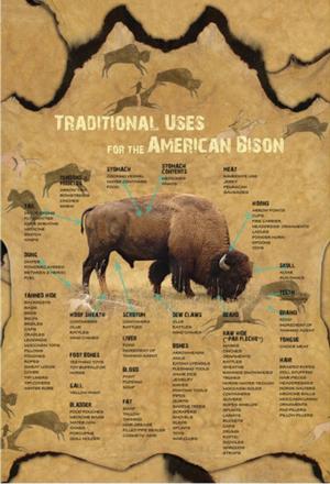 American Bison - Scratch and Dent Educational Triangular Puzzle Box By Pigment & Hue