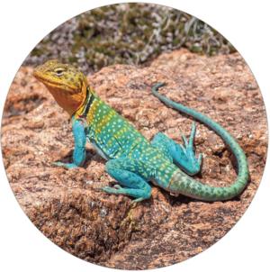 Collared Lizard Puzzle A•Round: Reptile & Amphibian Round Jigsaw Puzzle By Pigment & Hue